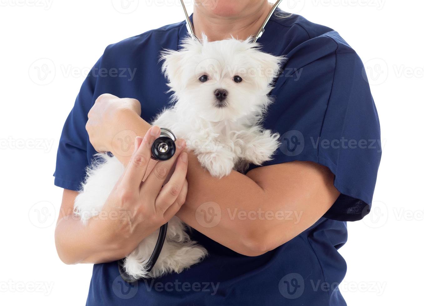 weiblicher tierarzt mit stethoskop, das jungen malteserwelpen lokalisiert auf weiß hält foto