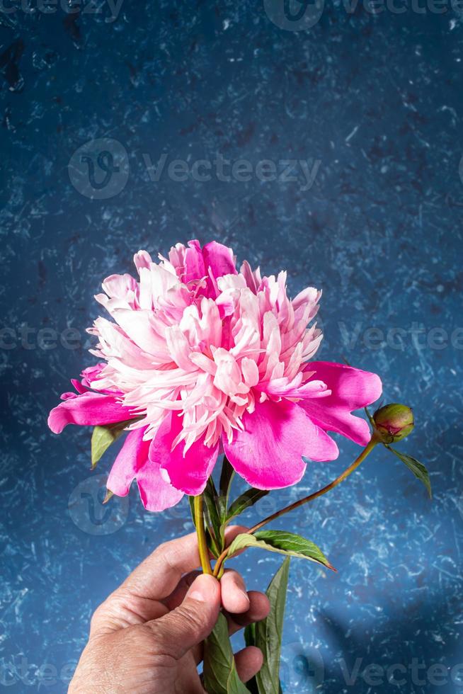 Frauenhand, die schöne sanfte rosa Pfingstrose auf blauem strukturiertem Hintergrund im trendigen Stil mit Schatten hält. Platz kopieren. foto