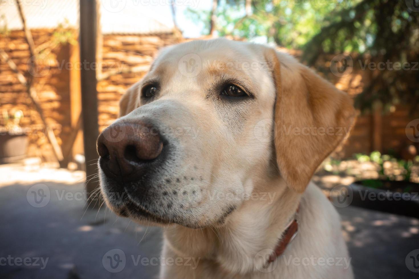 lustiger hund labrador auf der straße foto