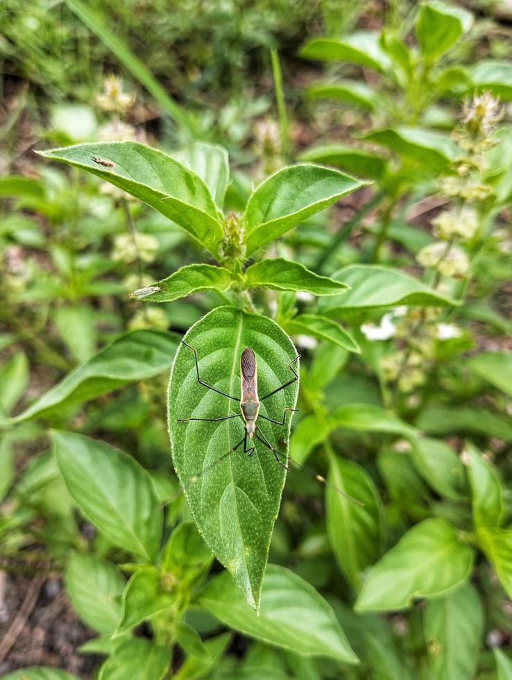 Zitronenbasilikum, Ocimum, Africanum, ist das einzige Basilikum, das viel in der indonesischen Küche verwendet wird, wo es Kemangi genannt wird. Es wird oft roh mit Salat oder Lalap, rohem Gemüse und begleitet von Sambal gegessen. foto