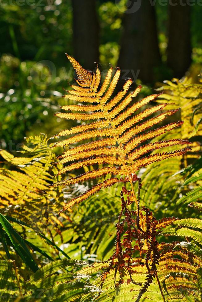 gelbgrünes Farnblatt zur Herbstzeit mit Herbstlicht. Farnblatt im Vordergrund foto