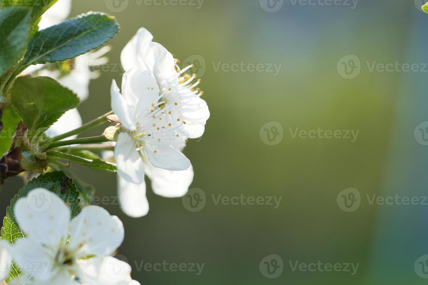 Weiße rosa Apfelblüte auf dem Ast des Apfelbaums. Blüten von Früchten im Garten foto