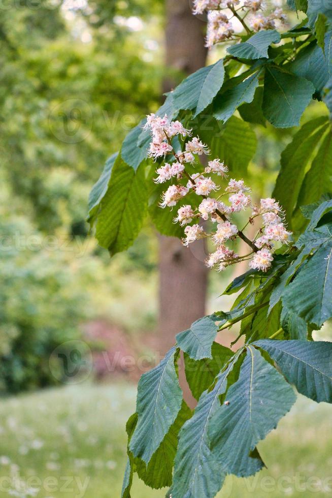 Kastanienblüte auf dem Ast einer Kastanie. weiße Blumen auf dem Dolch foto