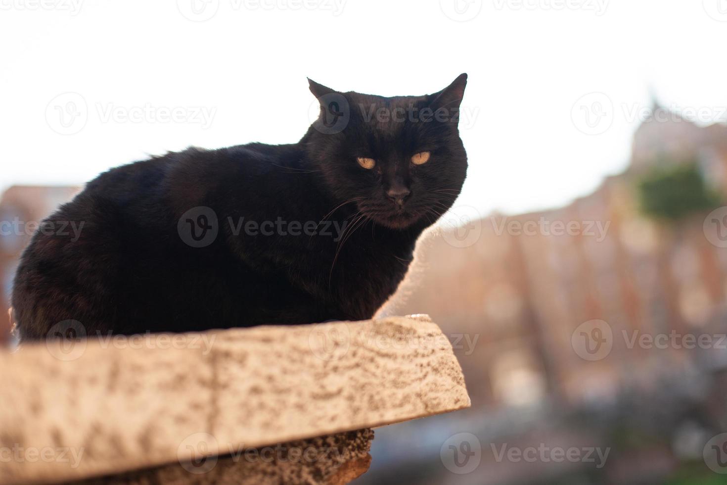 Eine schöne Katze geht durch die Straßen der Stadt. foto