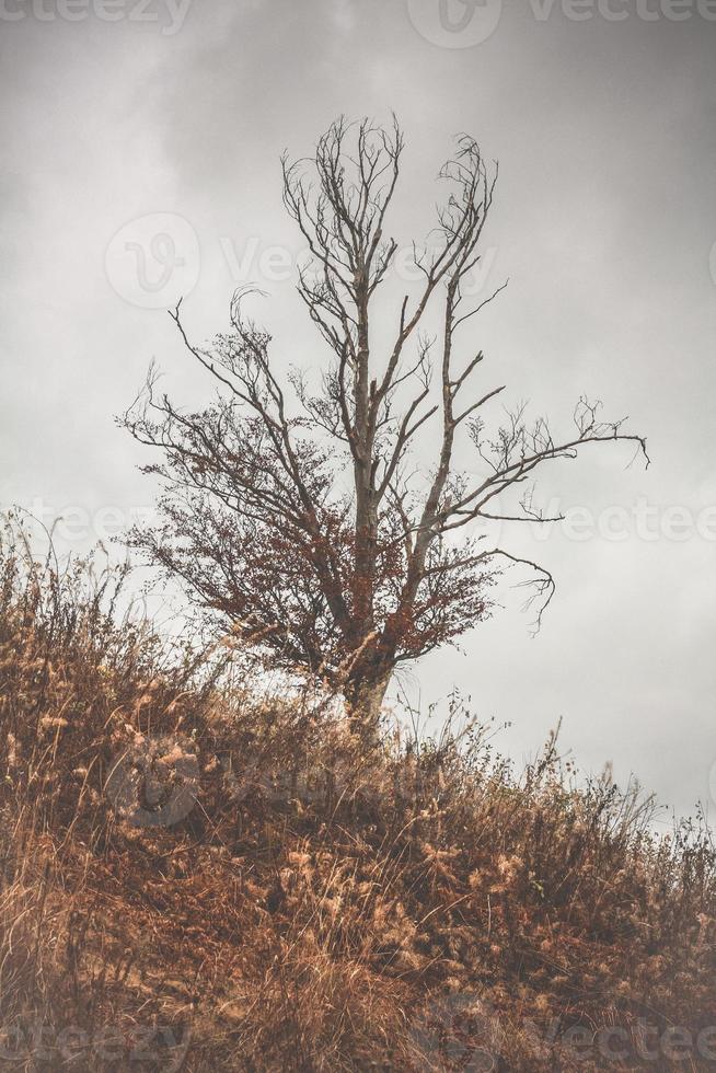 Kahler Baum auf Hügel im Herbst Landschaftsfoto foto
