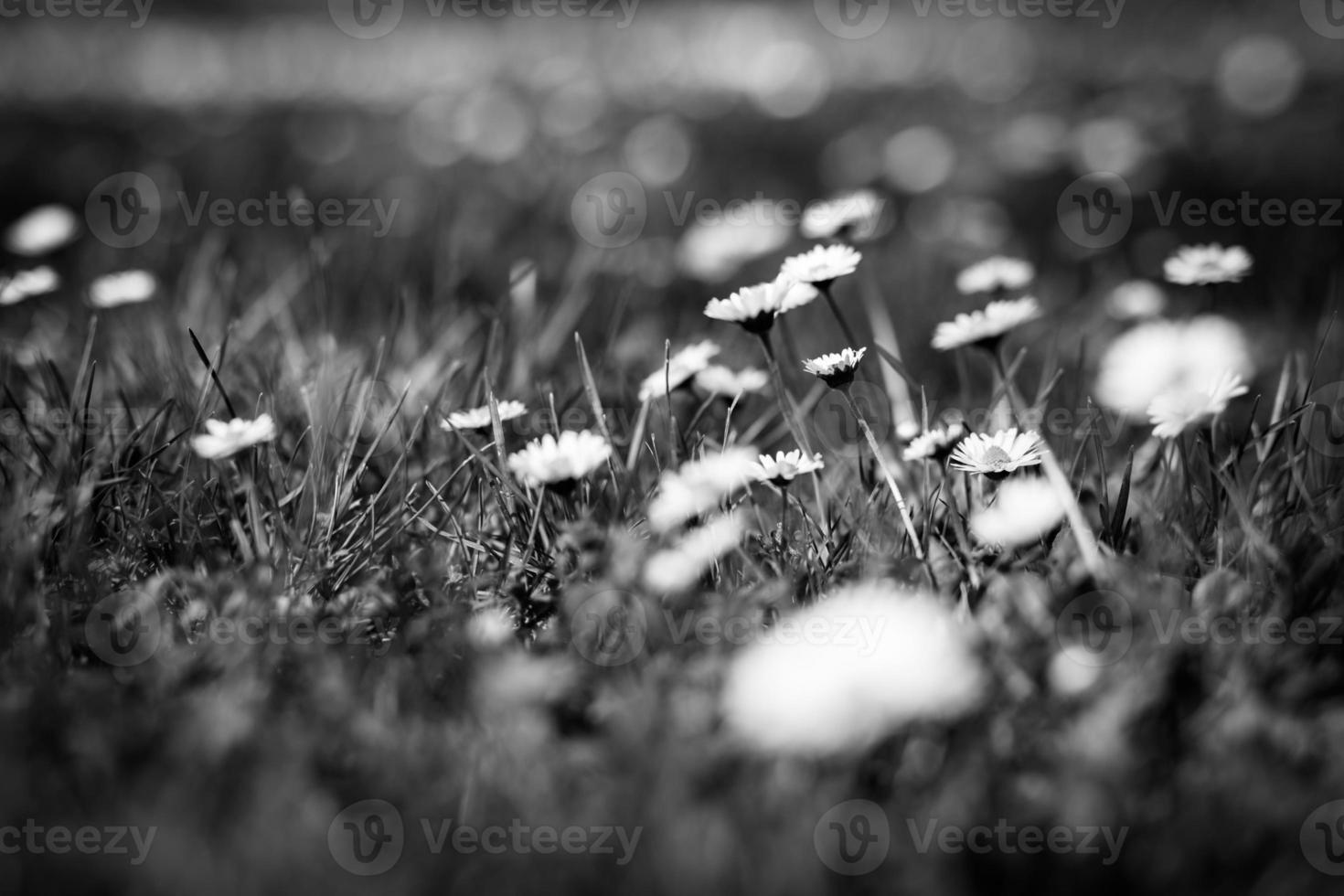 Dramatische Beleuchtung mit Gänseblümchen-Blumennahaufnahme und unscharfem Hintergrund foto