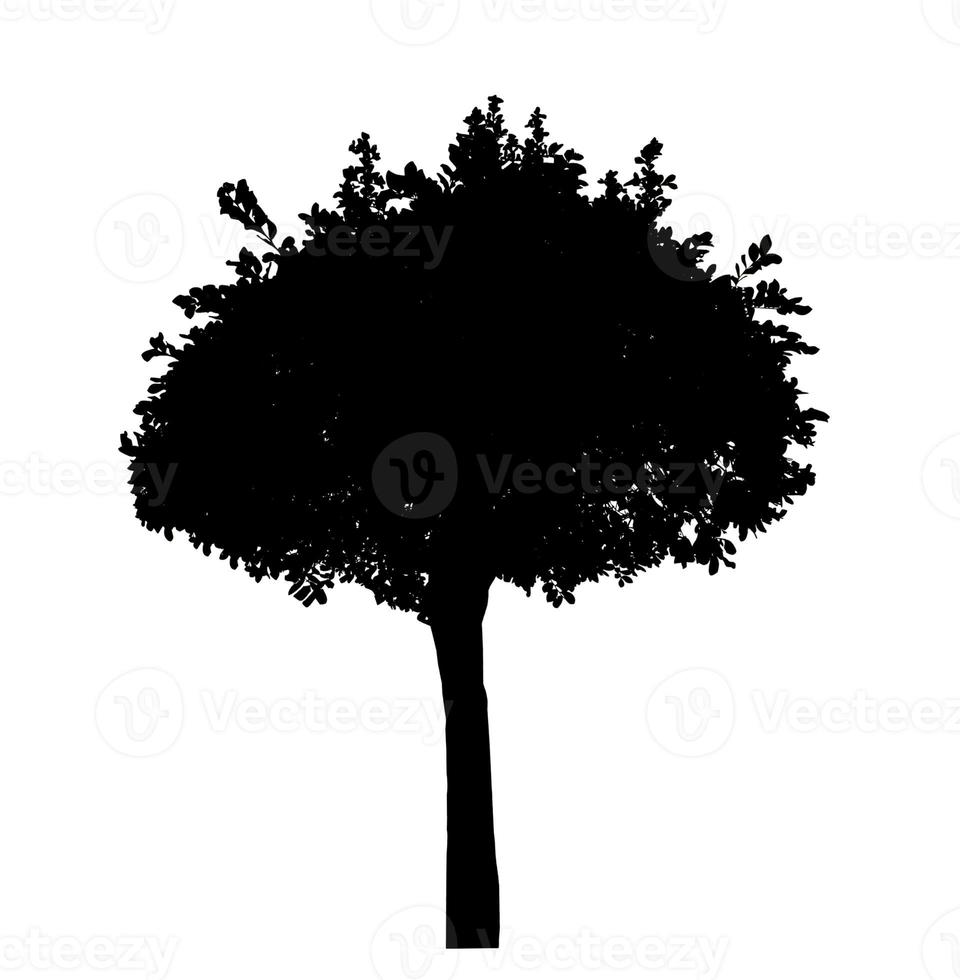 Silhouette Baumpinseldesign auf weißem Hintergrund, Illustrationen Pinselpinsel aus echtem Baum mit Beschneidungspfad und Alphakanal foto