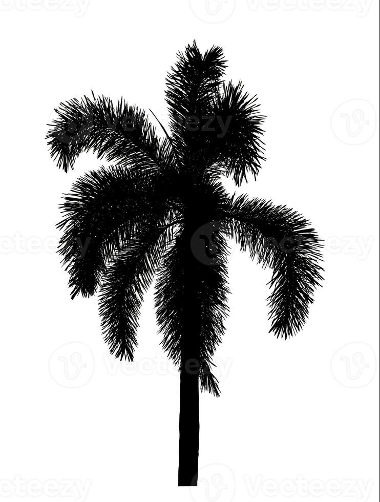 Silhouette Palme Pinseldesign auf weißem Hintergrund, Illustrationen Pinsel Pinsel aus echtem Baum mit Beschneidungspfad und Alphakanal foto