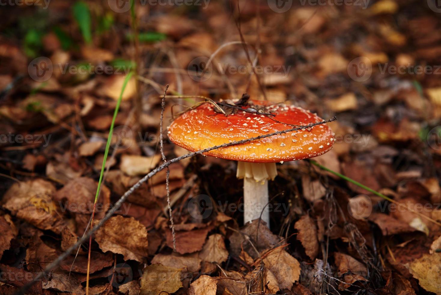 roter Fliegenpilz im herbstlichen Wald. giftiger Pilz. Amanita Muscaria, Nahaufnahme foto