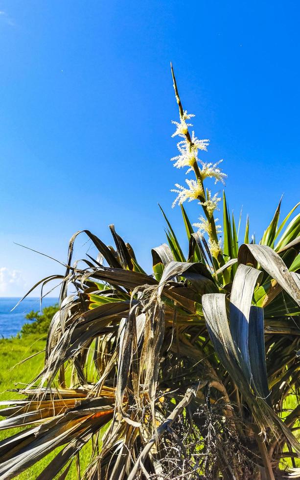 tropischer natürlicher dschungelwald palmen tulum maya ruinen mexiko. foto