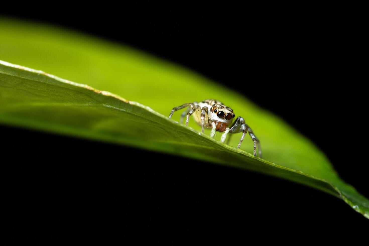 Spinne auf einem Blatt, Nahaufnahme foto