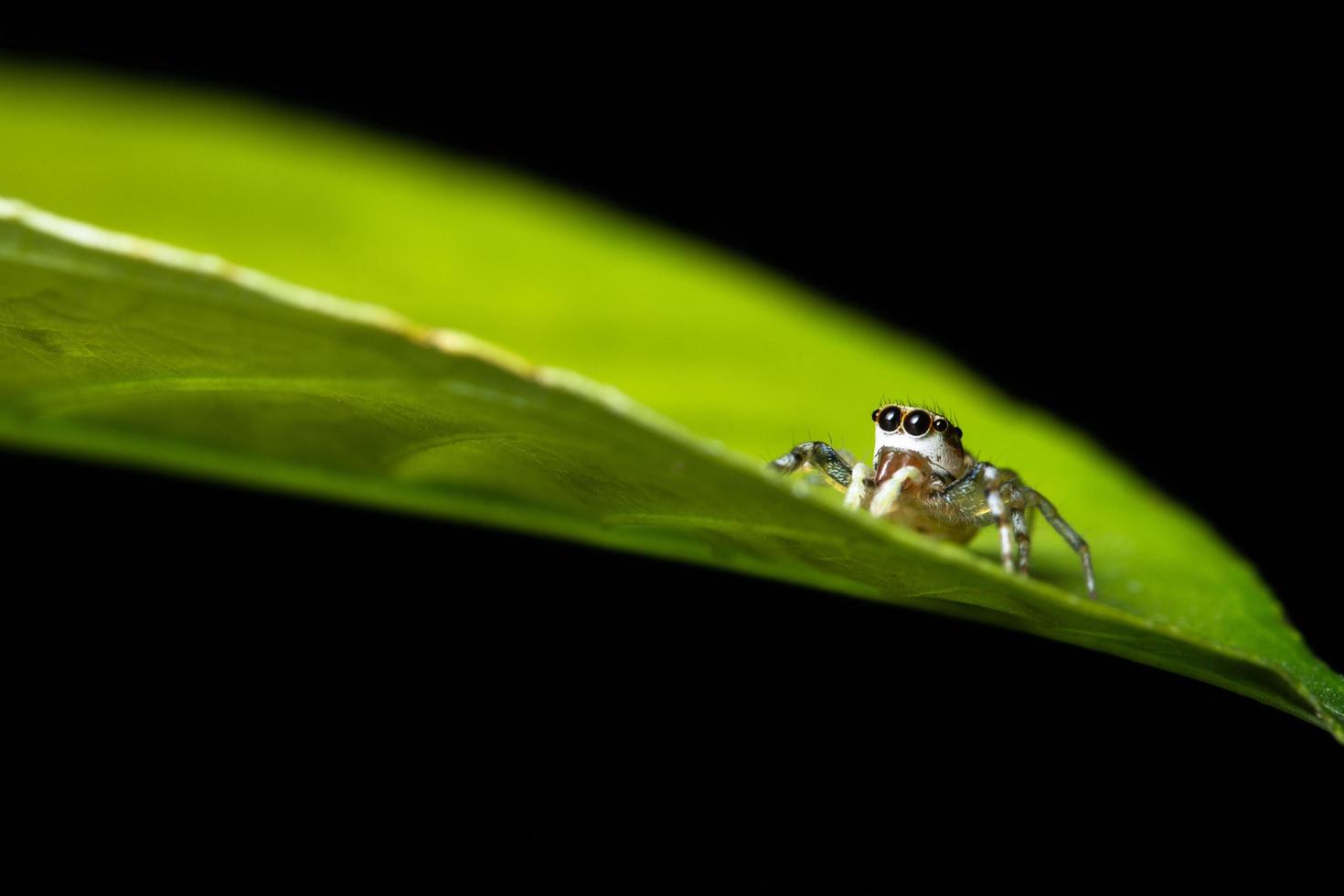 Spinne auf einem Blatt, Nahaufnahme foto
