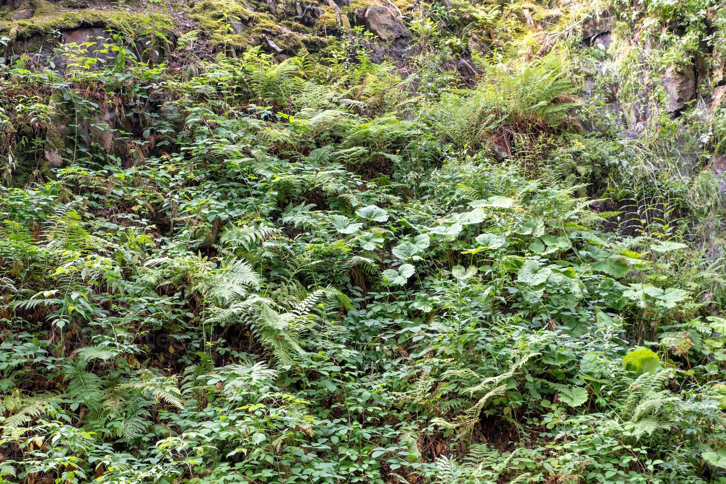 Hintergrund dicht wachsender grüner Farne und Moose foto