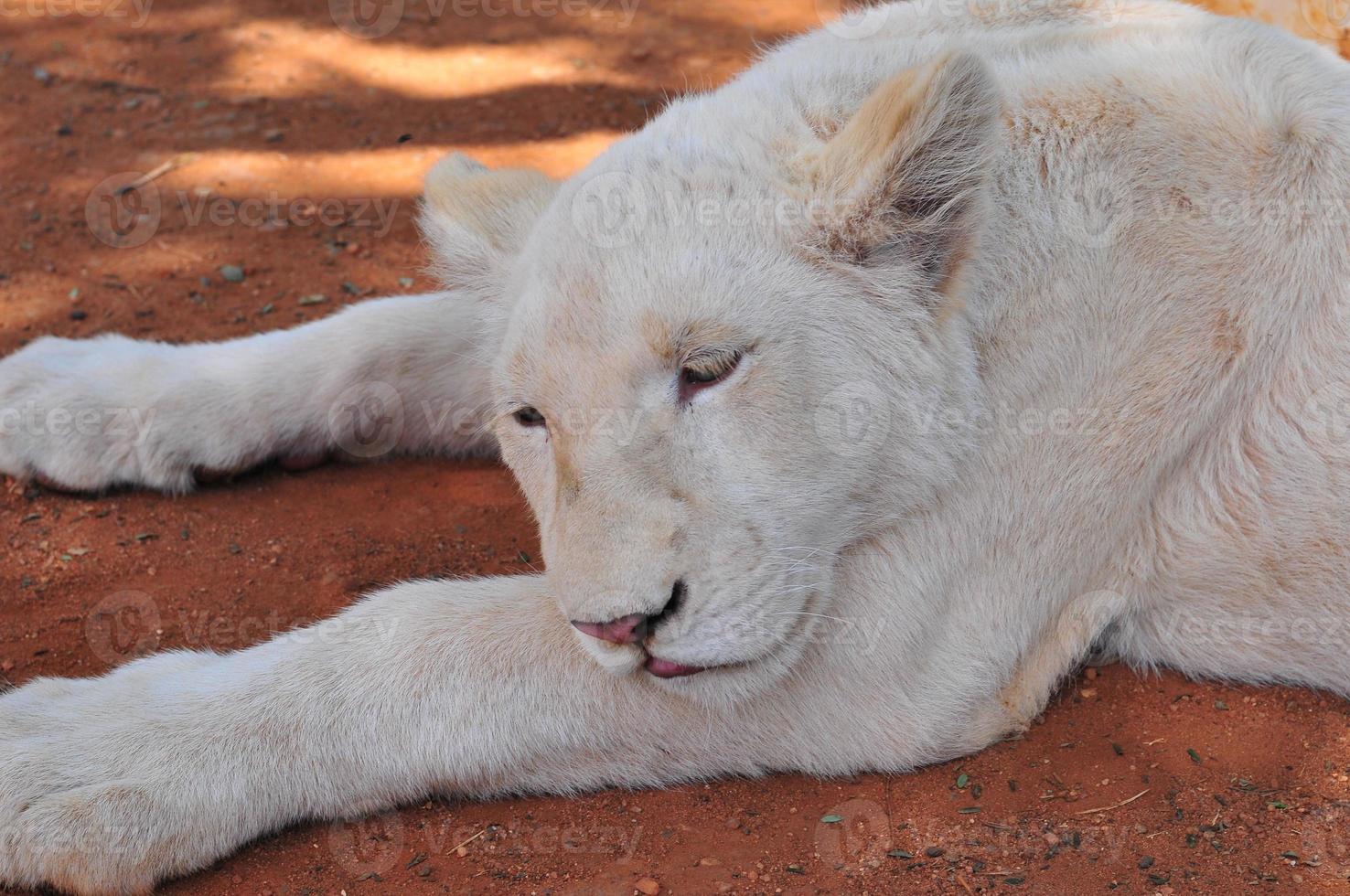 ein seltenes weißes löwenjunges in einer ruheposition im löwenpark in johannesburg, südafrika foto