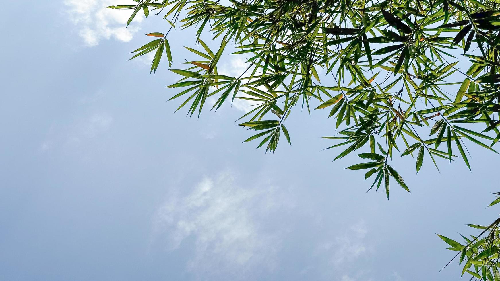 grüne Baumblätter auf Hintergrund des blauen Himmels kopieren Raum foto