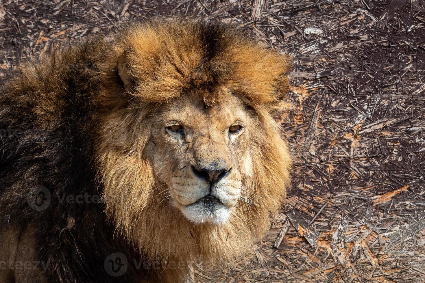 Löwe Panthera Leo, männlich, Porträt foto