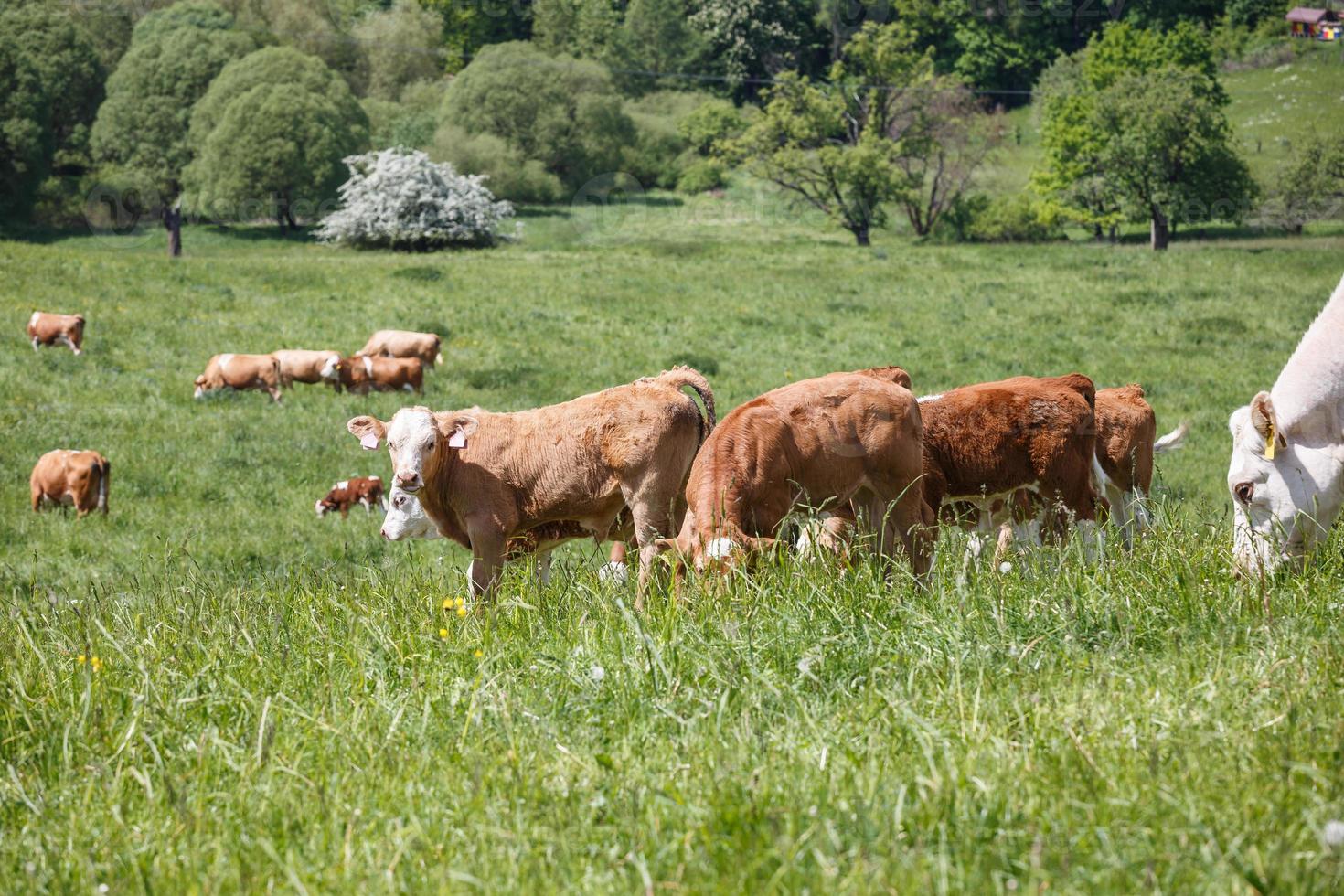 Kühe und Kälber grasen an sonnigen Tagen auf einer Frühlingswiese foto