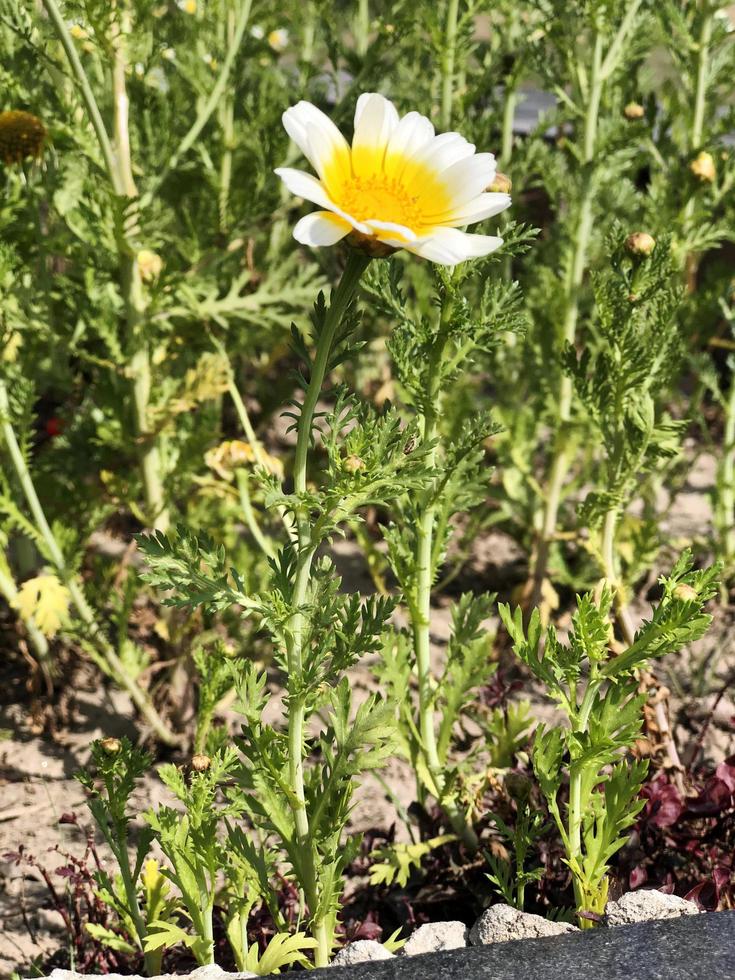 schöne weiße Blume Nahaufnahme natürlich foto