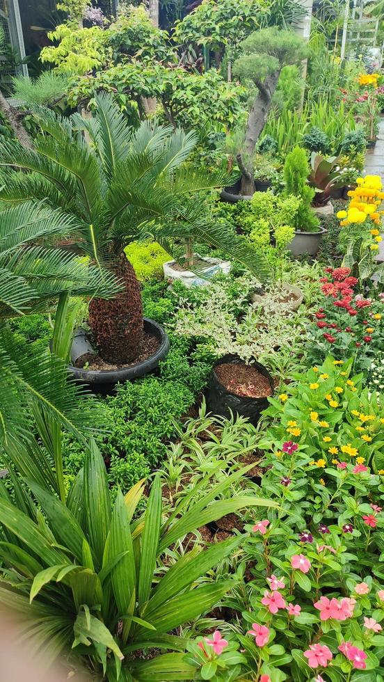 schöne kosmosblumen blühen im garten foto