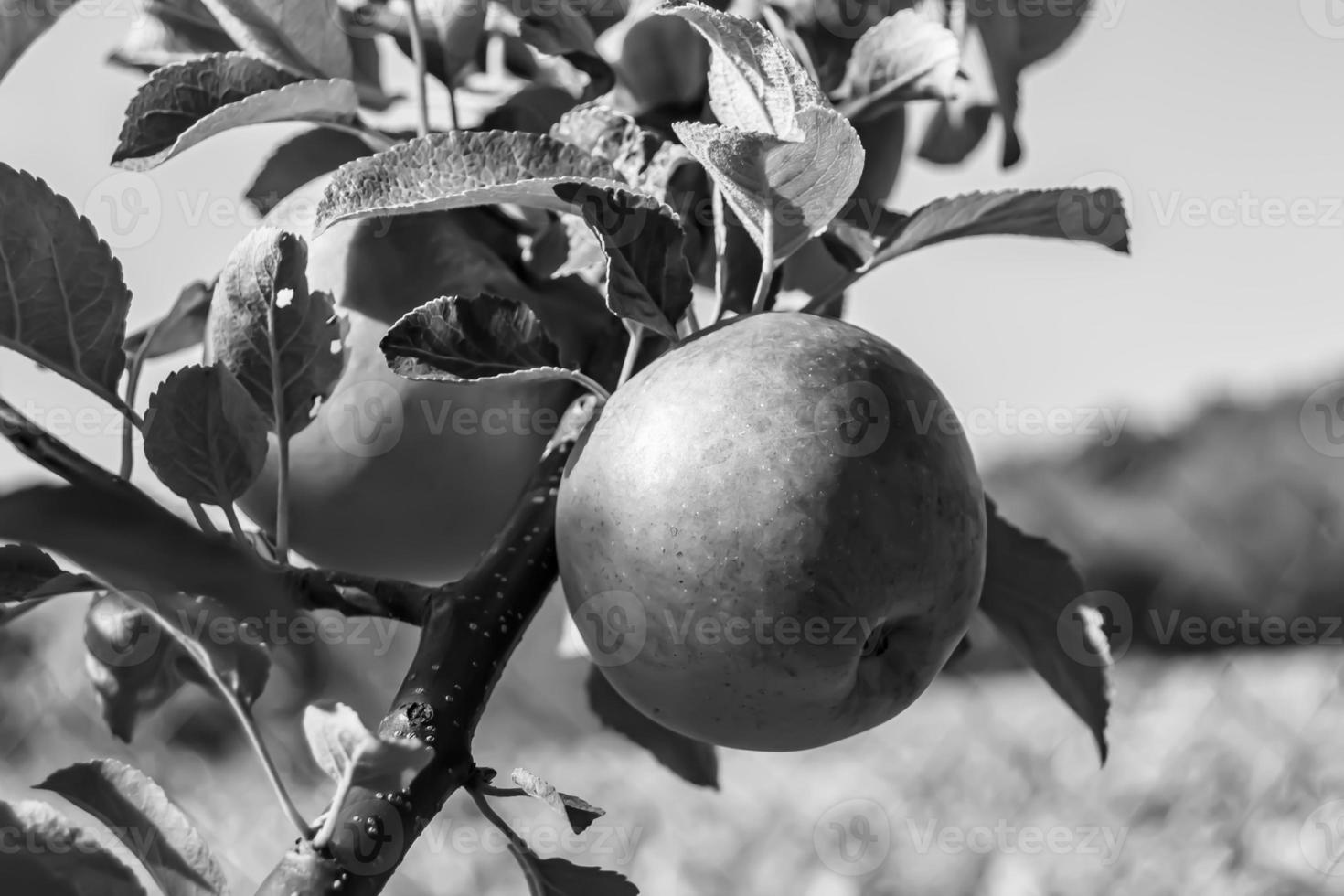 Fotografie zum Thema schöne Frucht Zweig Apfelbaum foto