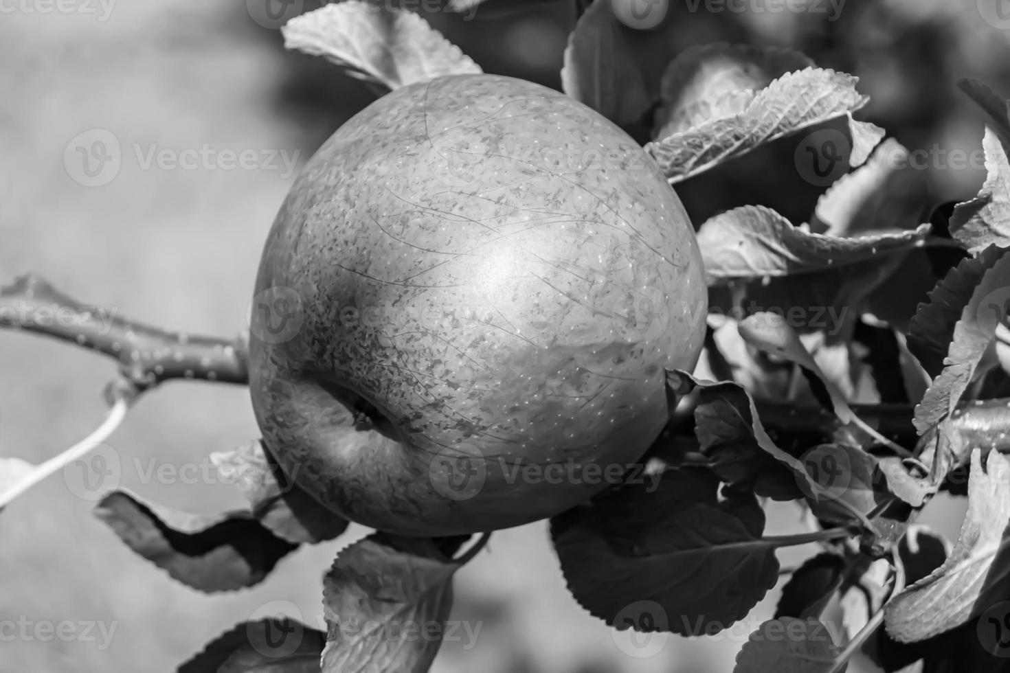 Fotografie zum Thema schöne Frucht Zweig Apfelbaum foto