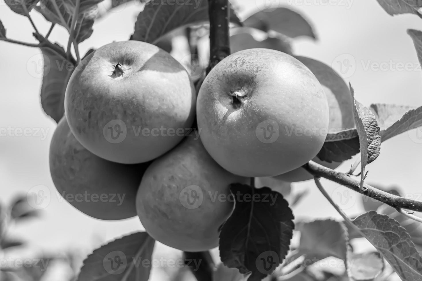 Fotografie zum Thema schöne Frucht Zweig Apfelbaum foto