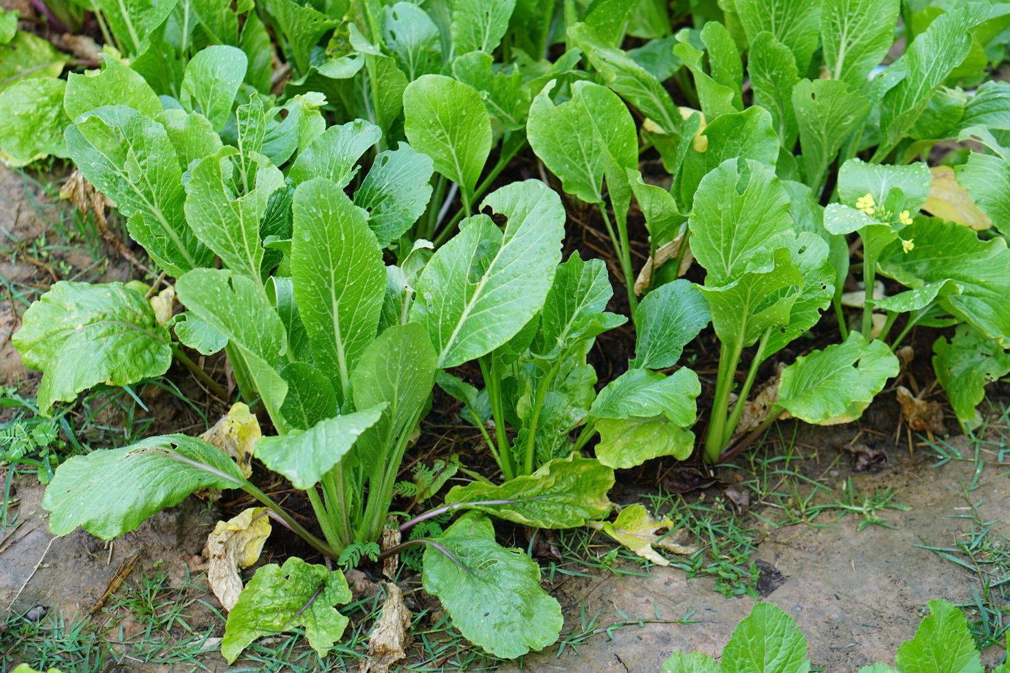 Bio-Salat im Garten foto