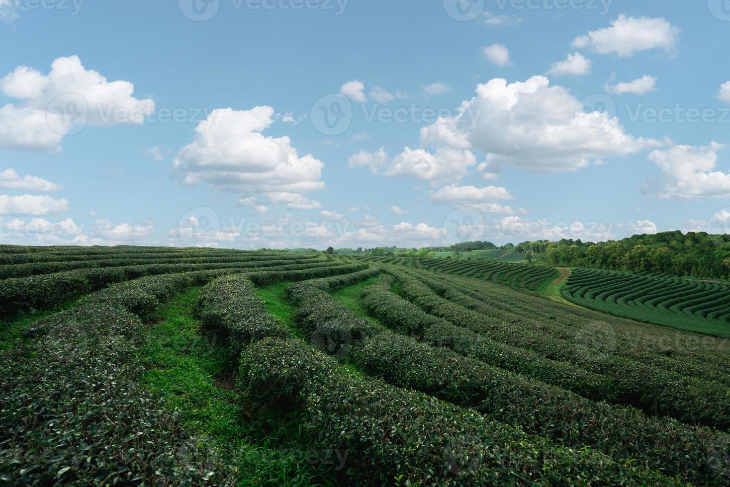 Grüntee-Blattplantage Biobauernhof am Morgen, blauer Himmel. frische grüne Teeblätter. Grünteeplantagen bei Sonnenaufgang am Morgen. Frische organischer Teegarten für Tapetenhintergrund. foto