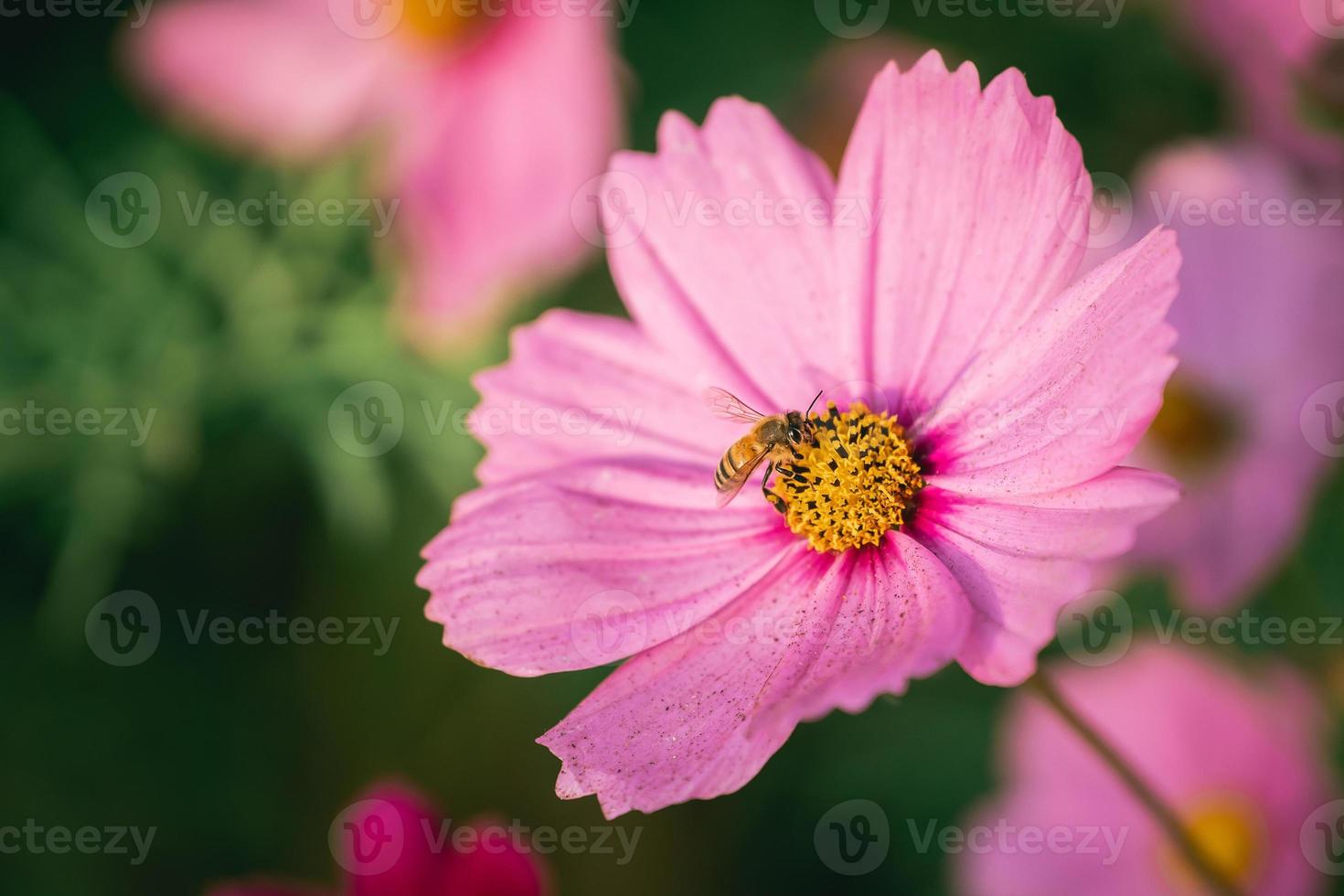 Nahaufnahme von Bienen, die Pollen auf Kosmosblumen essen und im Garten blühen. bunte kosmosblumen am frühlingsmorgen. Kosmosblumen am Morgen des Sonnenaufgangs auf dem Bauernhof. hintergrundbild, kopierraum. Tierlebenskonzept. foto