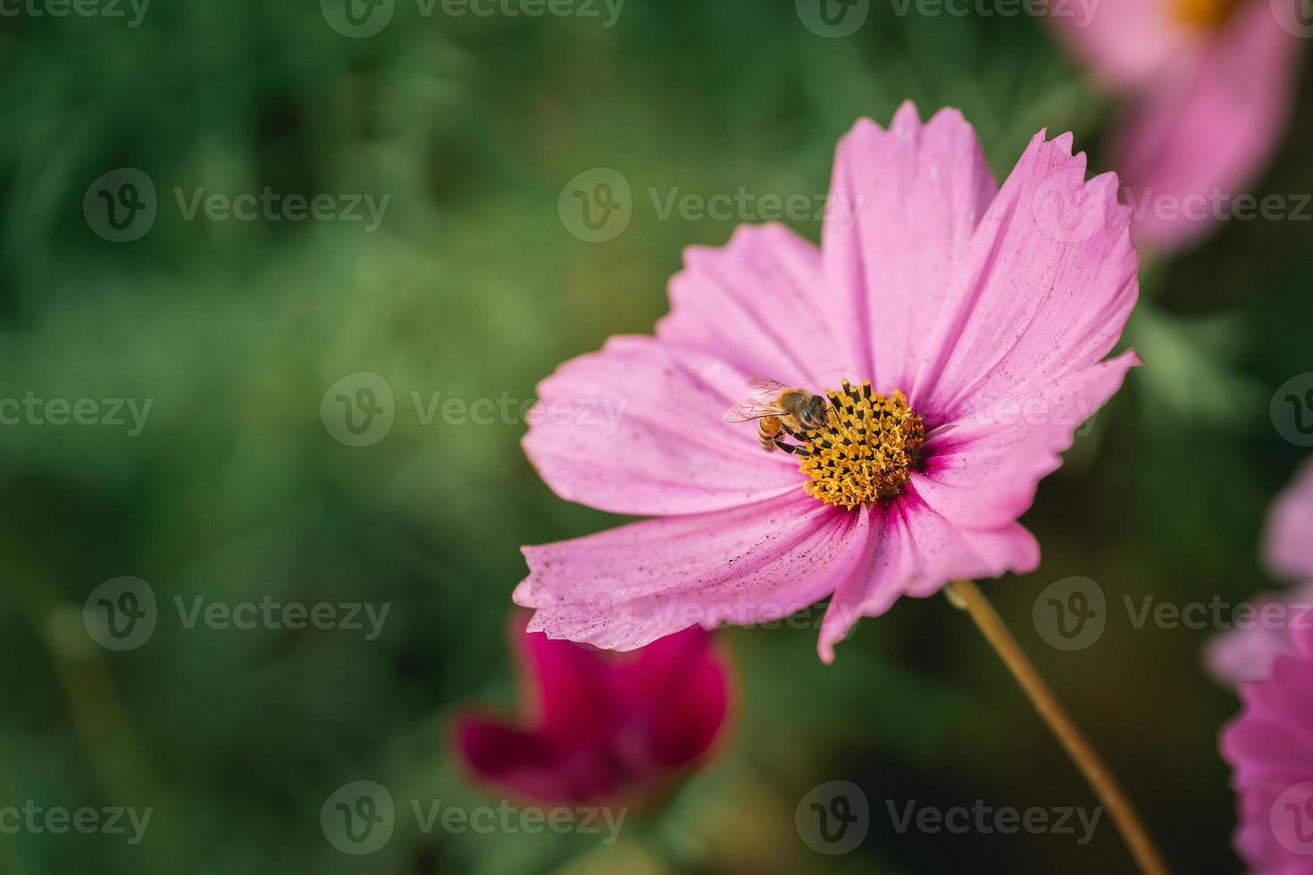 Nahaufnahme von Bienen, die Pollen auf Kosmosblumen essen und im Garten blühen. bunte kosmosblumen am frühlingsmorgen. Kosmosblumen am Morgen des Sonnenaufgangs auf dem Bauernhof. hintergrundbild, kopierraum. Tierlebenskonzept. foto