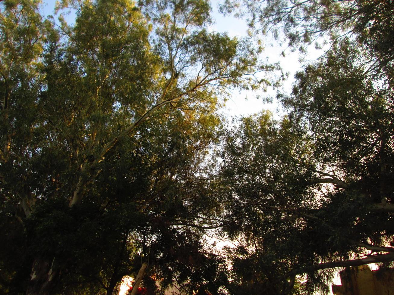 blauer himmel und silhouette von bäumen tagsüber in karachi pakistan 2022 foto