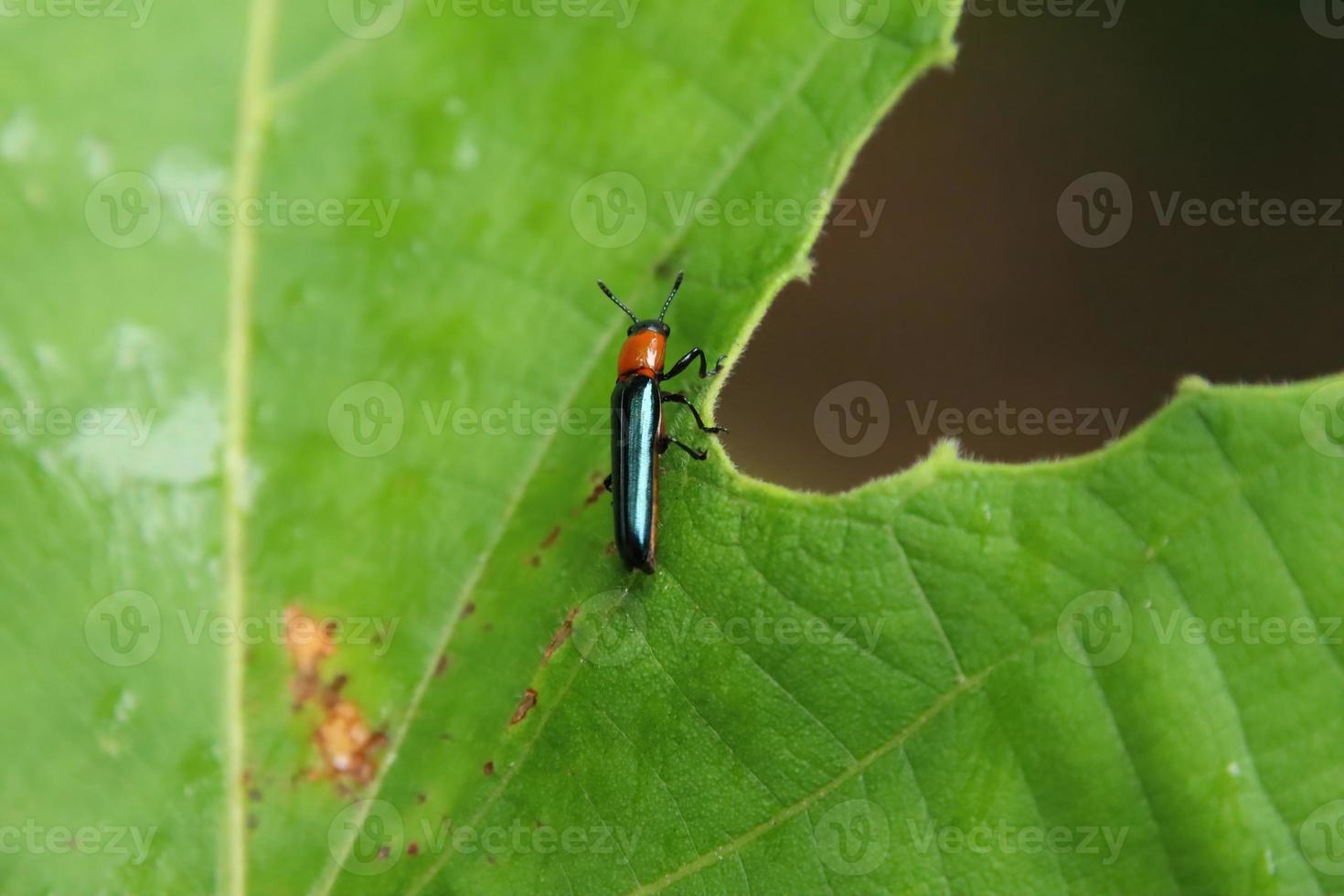 Eidechsenkäfer auf einem Blatt foto