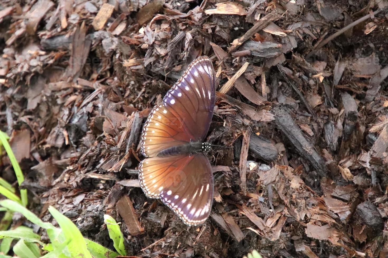 malaiischer Eggfly-Schmetterling in einem Park foto