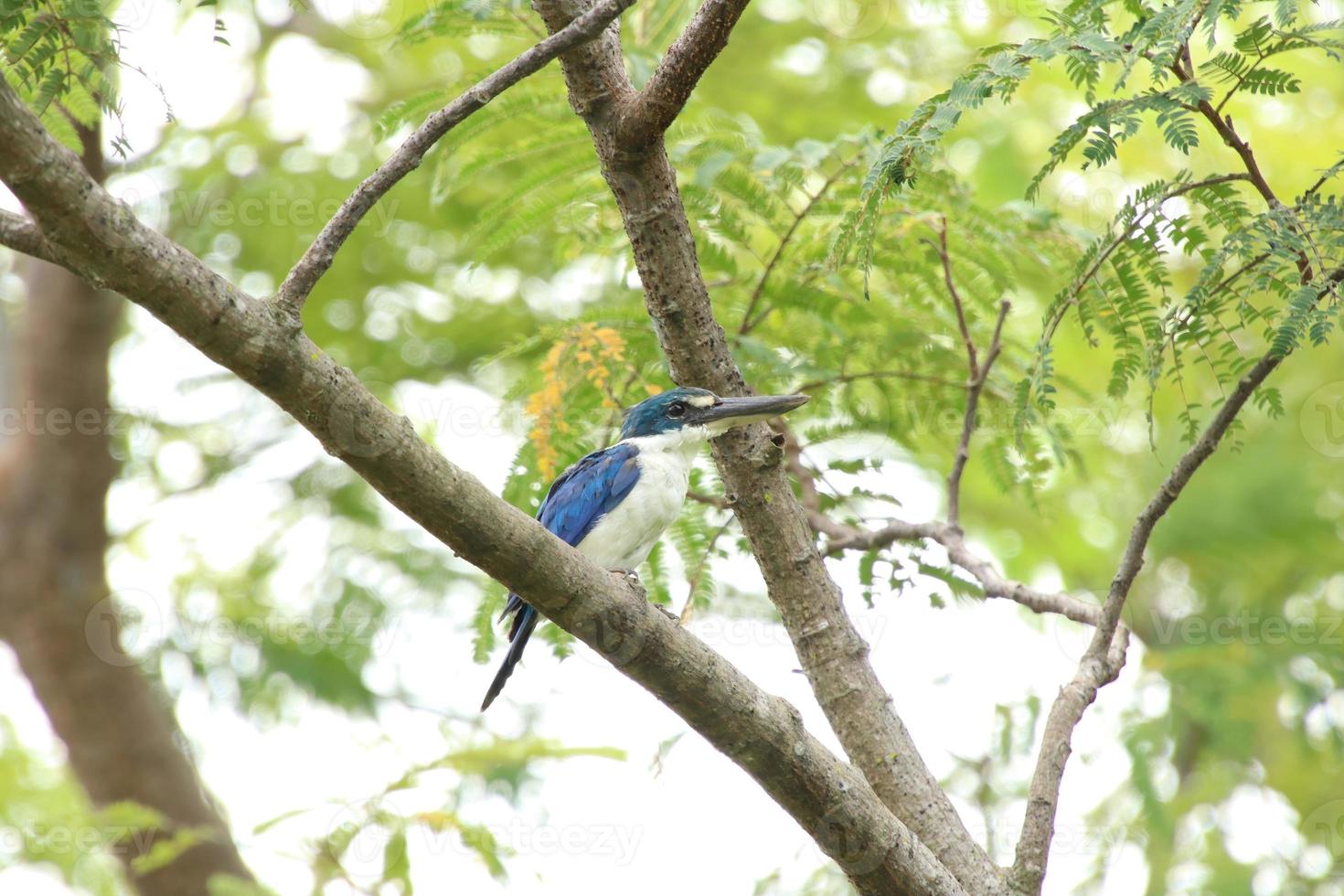 Collared Kingfisher auf einem Baum foto