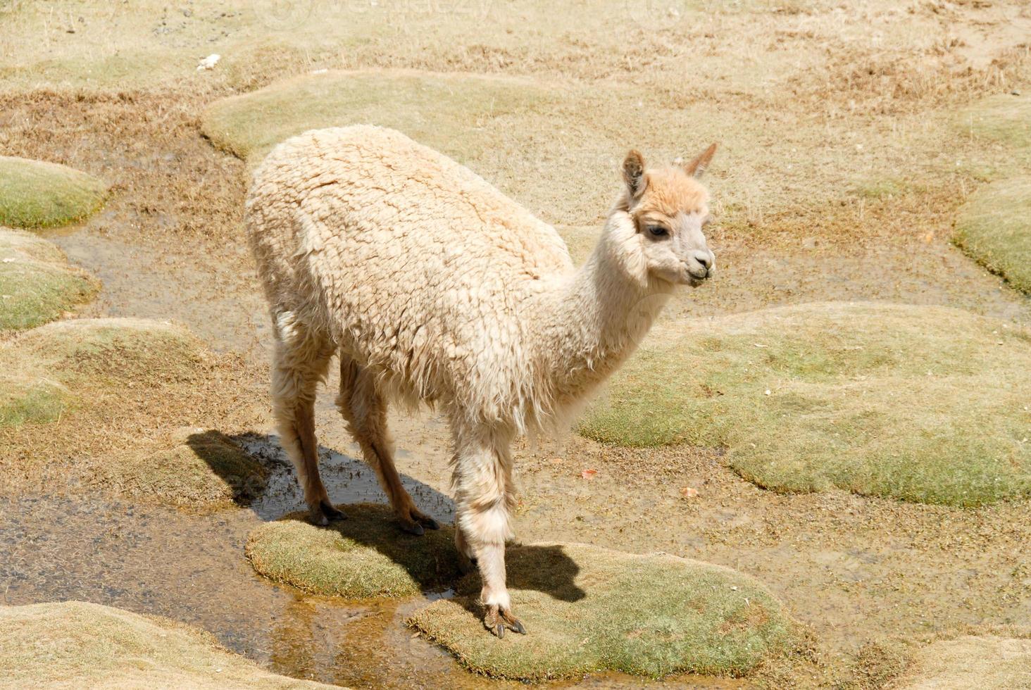 Lama in einer Berglandschaft, Peru foto