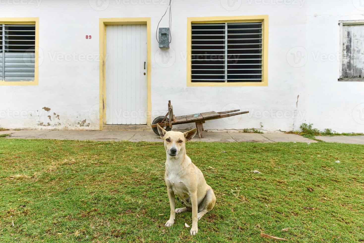 Hund sitzt im Freien vor einem Haus in Casilda, Kuba. foto