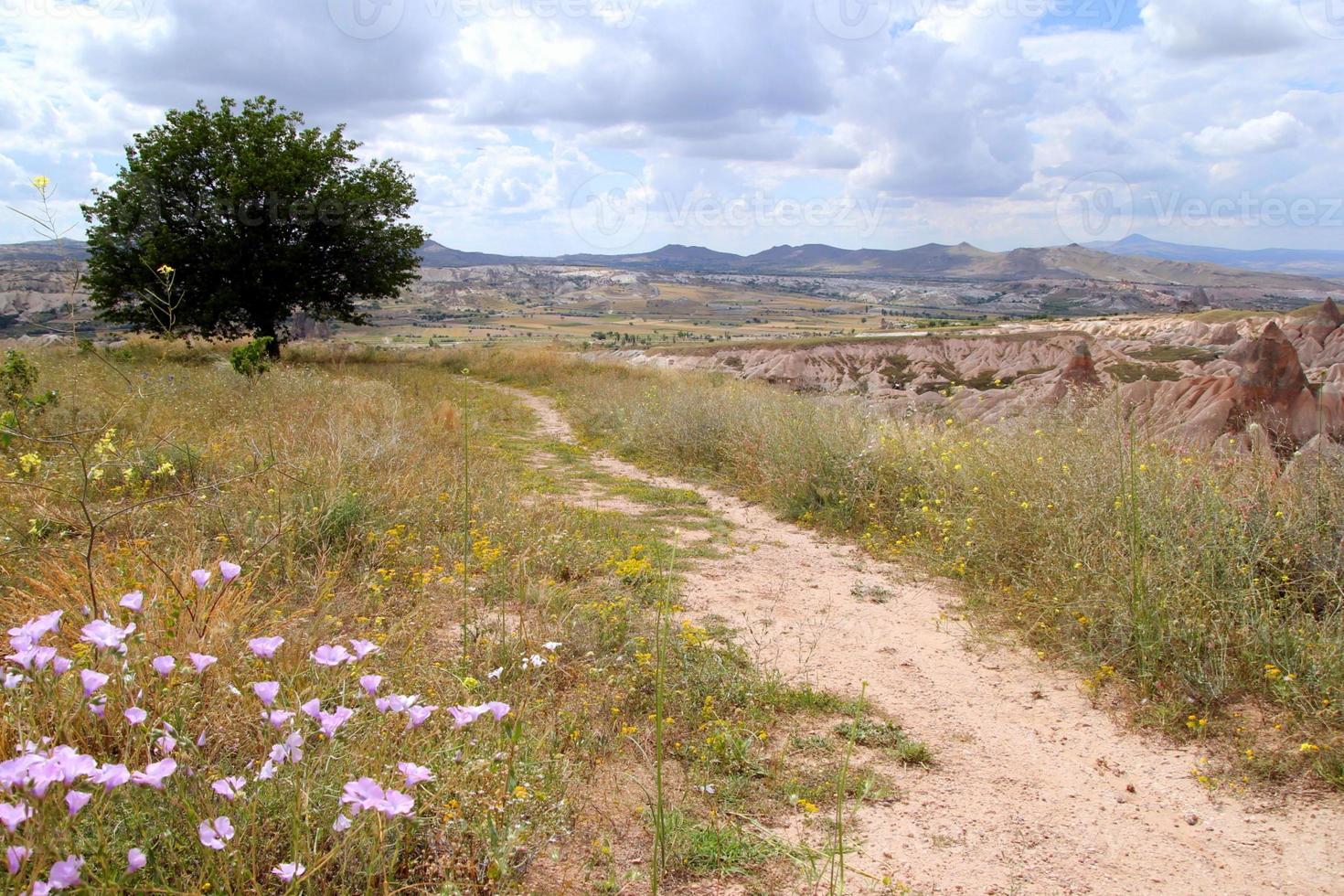 reise nach göreme, kappadokien, türkei. der einzelne baum auf der steppe neben den bergen. foto