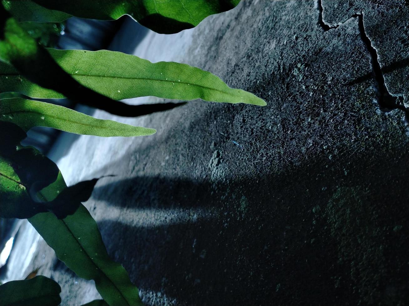 Pflanzenblatt auf einem Wandhintergrund. Fokusschatten an der Wand. Nahaufnahme. foto