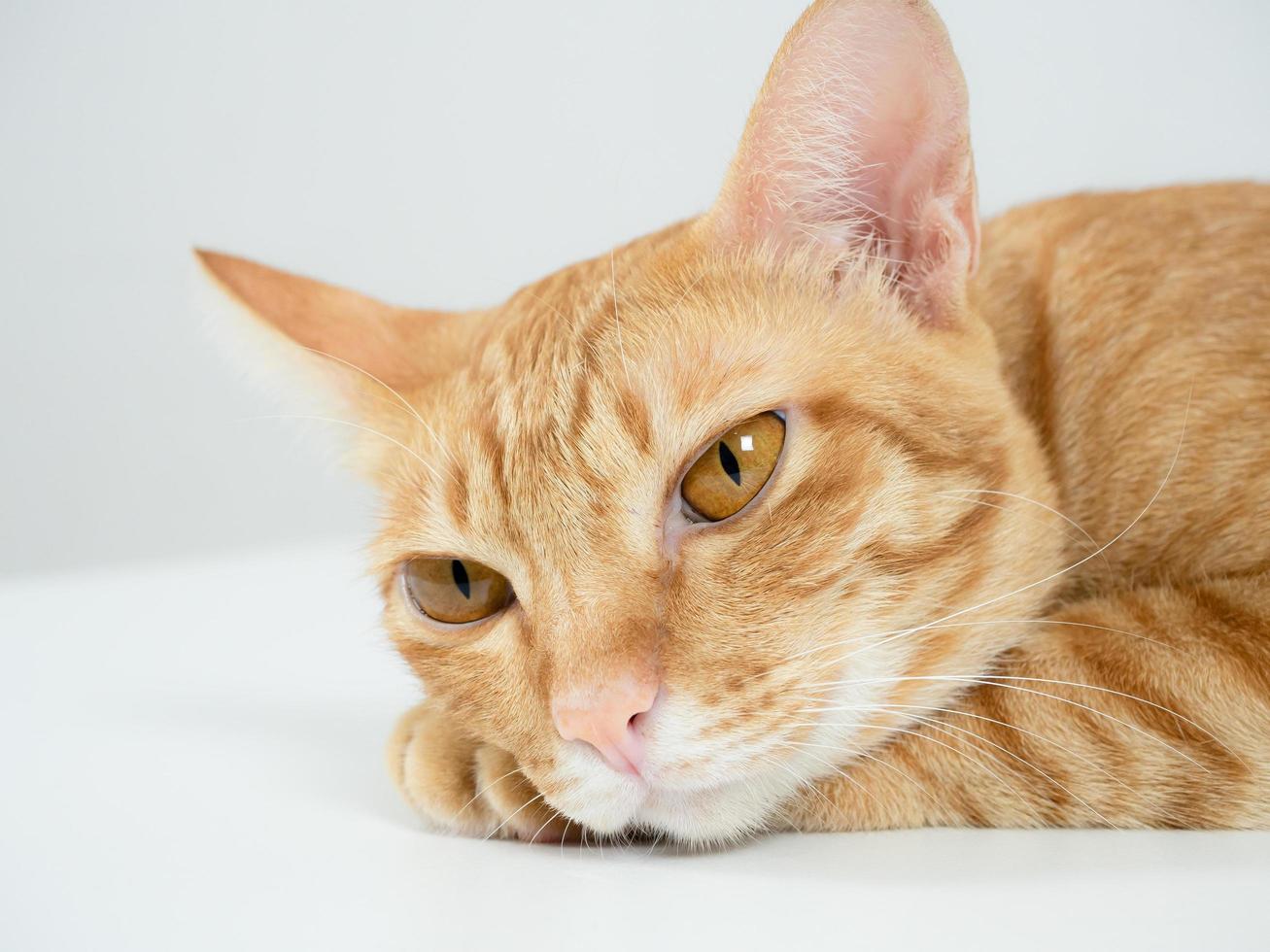 nahaufnahme gesicht der hauskatze große augen gelbe farbe porträt foto