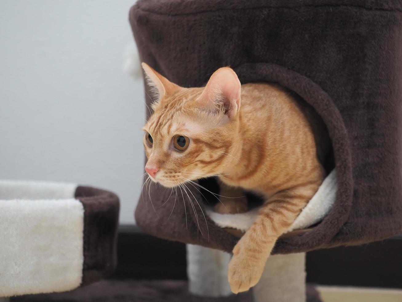 süße katze orange farbe, die aus der katzenwohnung geht foto