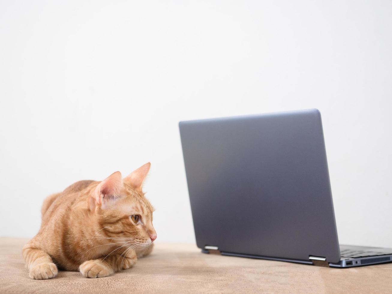 orange Katze sitzt auf Sofa mit Laptop mit weißem Wandhintergrund, Katze arbeitet mit Notebook-Konzept foto