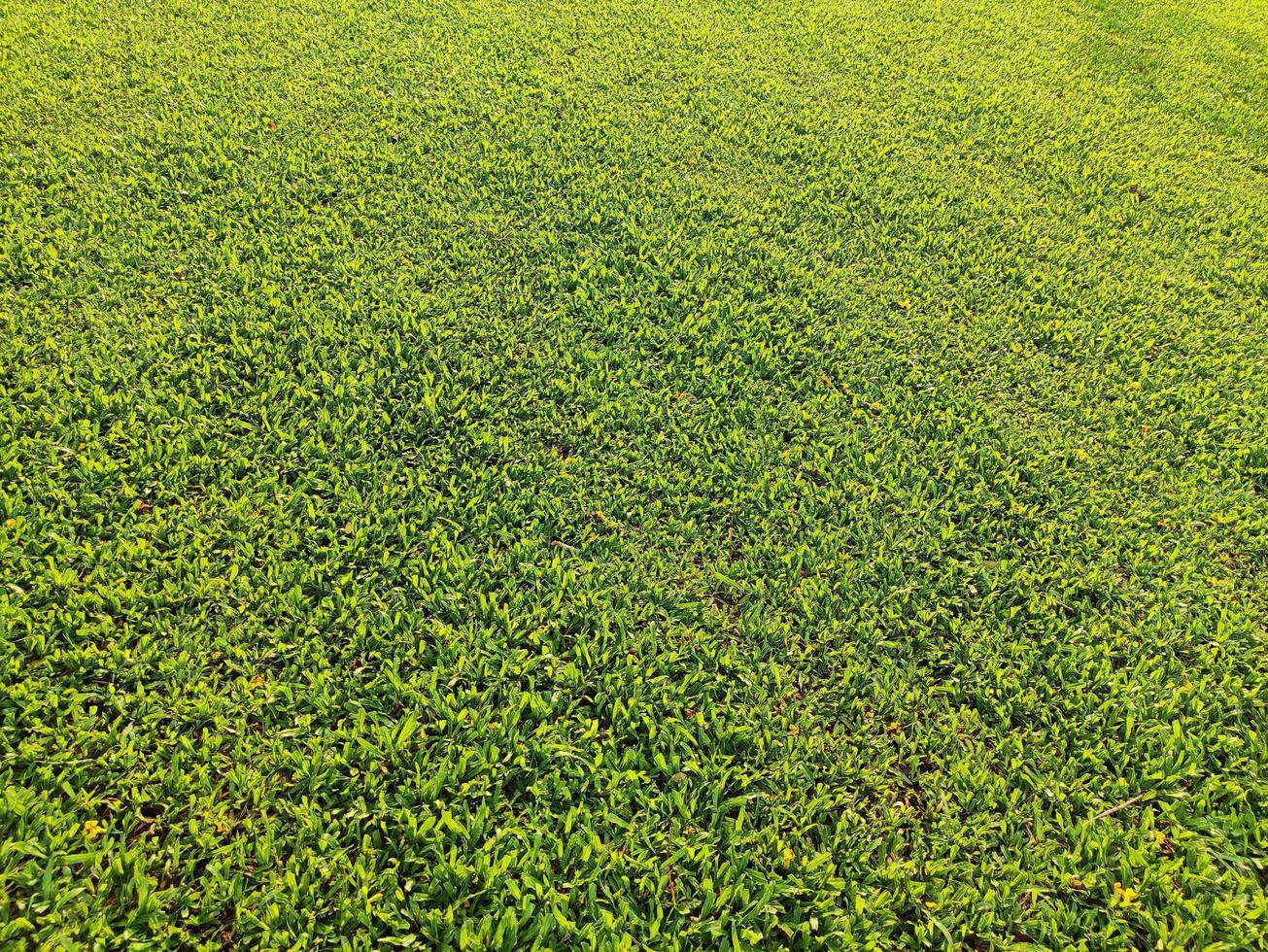 realistischer stil des grünen grasbeschaffenheitshintergrundes foto