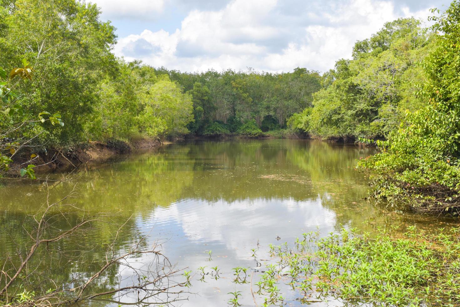 mangrovenwald und see und himmel in südthailand foto