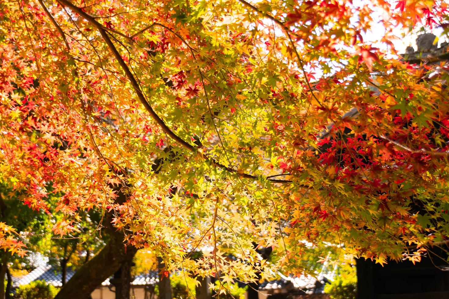 Nahaufnahme von Ahornbaumblättern im Herbst mit Farbwechsel auf Blatt in orange, gelb und rot, fallender natürlicher Hintergrund Textur Herbstkonzept foto