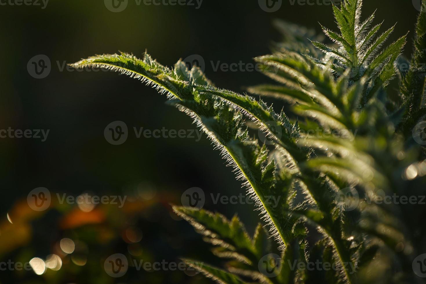 frische grüne blätter mit wassertropfen. grüne blumen in sommermorgenregentropfen. sonnenstrahlen brechen nach regen durch den zweig. Grüns in sauberen Tautropfen. sonnenstrahl in der sommernatur. Ökologie Umwelt foto