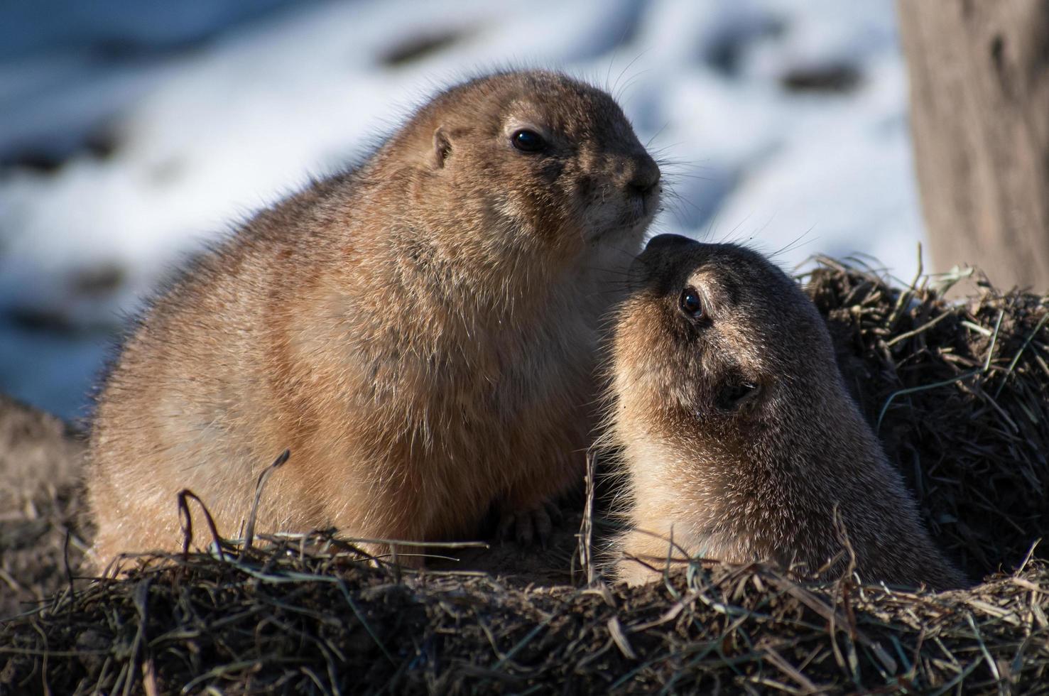 Gopher kommt aus dem Loch, um einen anderen Gopher zu küssen foto