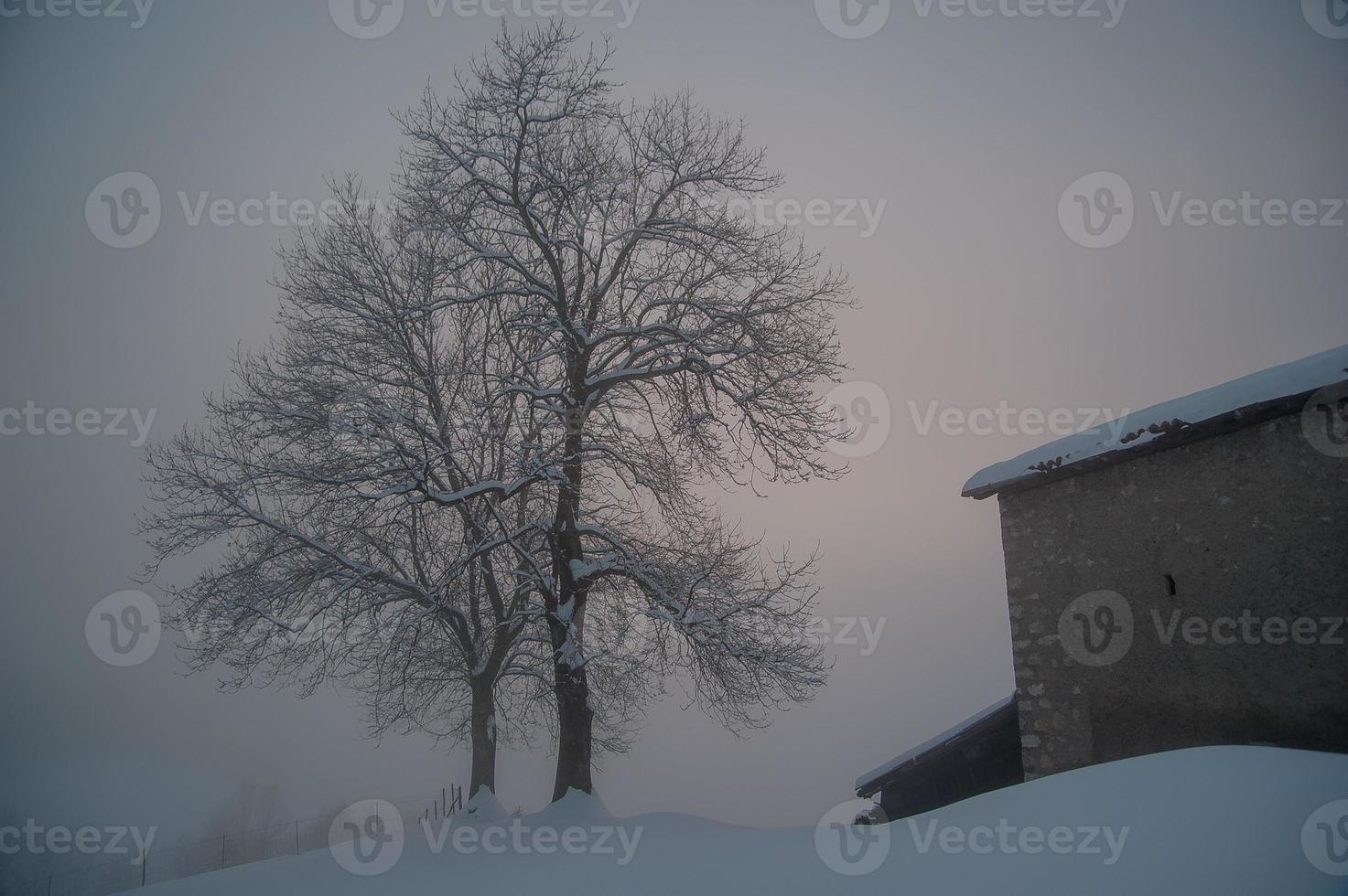 Baum mit schneebedeckten Zweigen foto