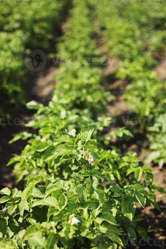 junge Kartoffelpflanze, die auf dem Boden wächst. Kartoffelbusch im Garten. Gesunde junge Kartoffelpflanze im Bio-Garten. biologischer Anbau. Feld der grünen Kartoffelbüsche. selektiver Fokus. Raum bewältigen foto