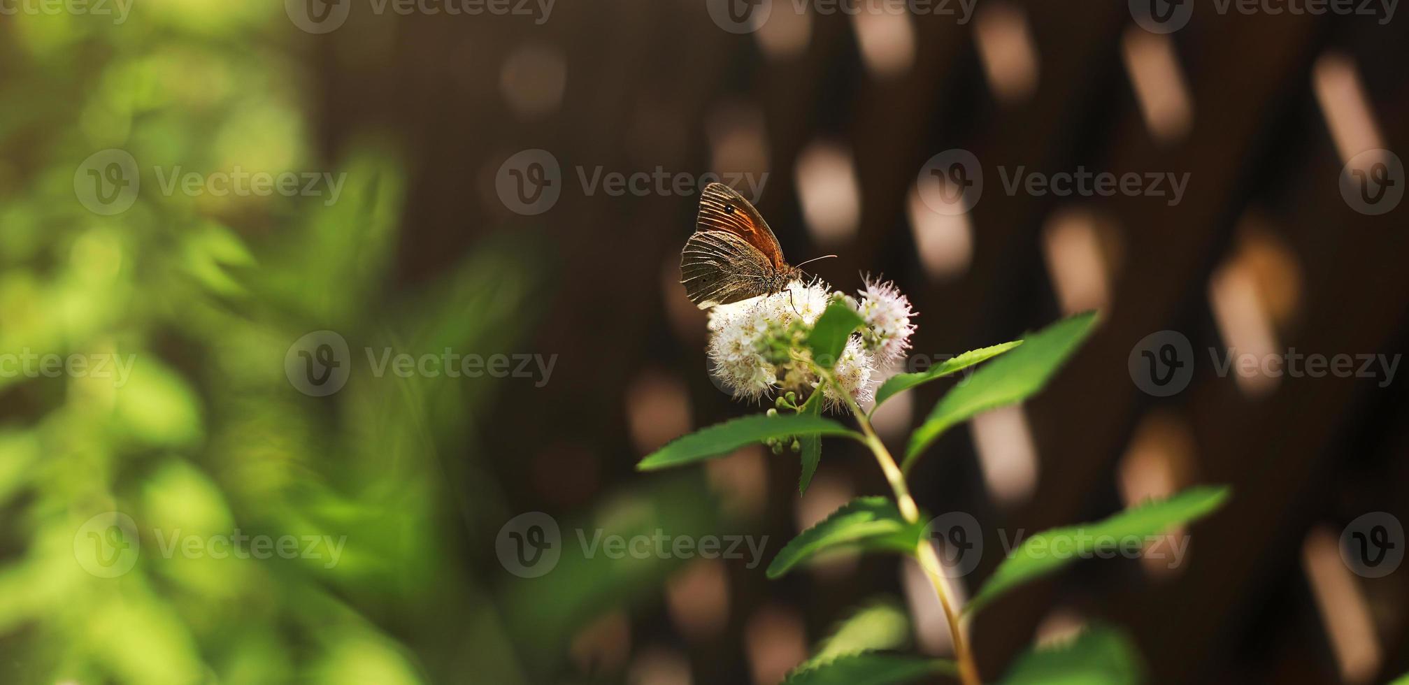 rotes europäisches Tagpfauenauge. Schmetterlingsblume. tagpfauenauge sitzt an einem sonnigen tag auf weißen blumen. foto