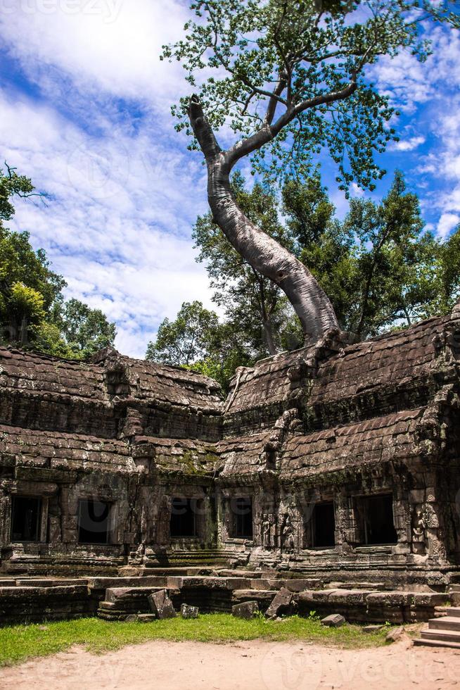 ta prohm tempelruinen versteckt im dschungel, siem riep, kambodscha foto